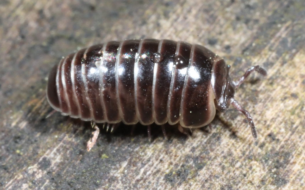 ヤマトタマヤスデ【No.2108】　Hyleoglomeris japonica