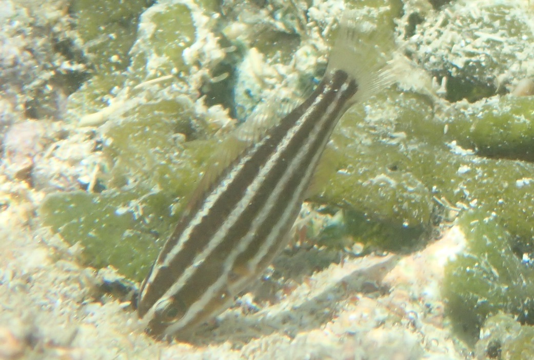 ミスジテンジクダイ【No.2223】　Ostorhinchus taeniophorus