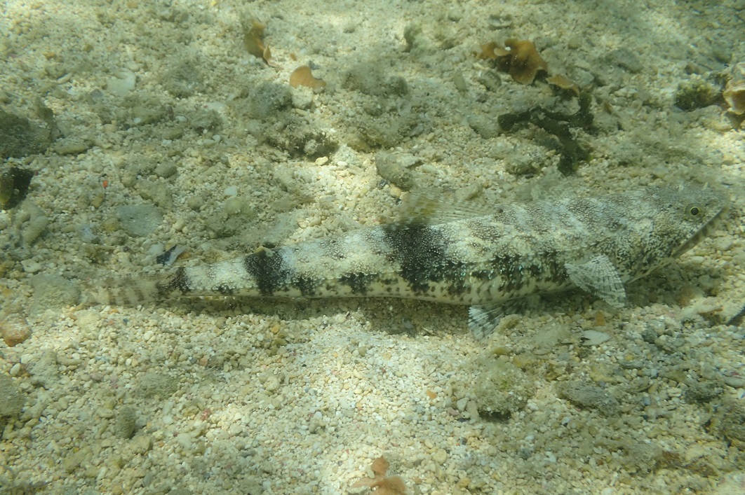 マダラエソ【No.2227】　Saurida gracilis