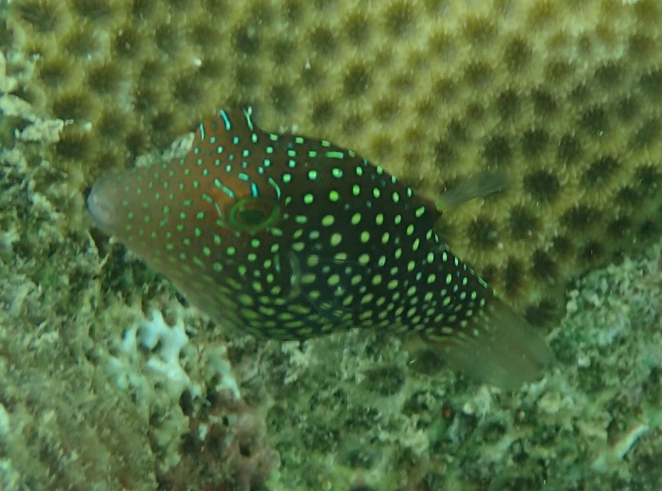 シボリキンチャクフグ【No.2228】　Canthigaster janthinoptera