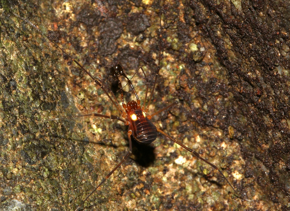 シマアカザトウムシ【No.2235】　Kilungius insulanus