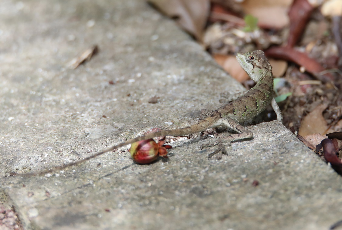 オキナワキノボリトカゲ【No.2258】　Japalura polygonata