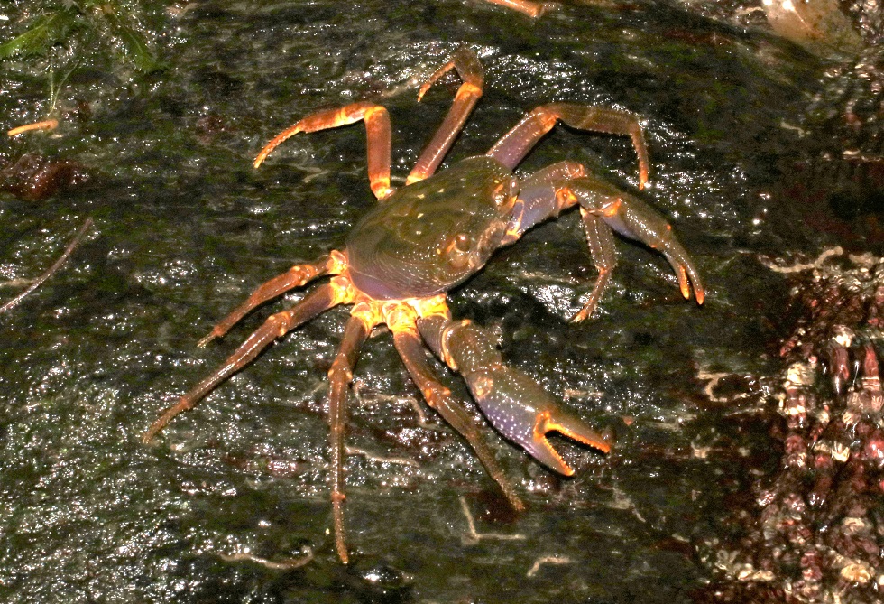 オキナワミナミサワガニ【No.2264】　Candidiopotamon okinawense