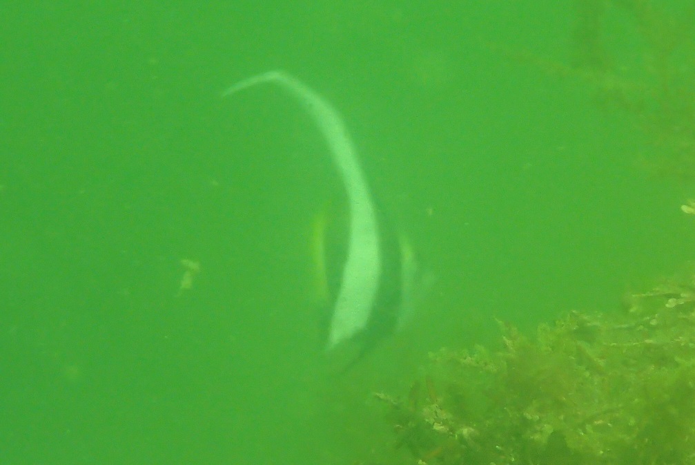 ハタタテダイ【No.2316】　Heniochus acuminatus