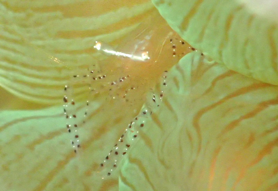 カザリイソギンチャクエビ【No.2318】　Periclimenes ornatus