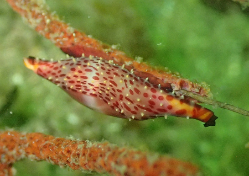 ベニキヌヅツミガイ【No.2319】　Phenacovolva rosea