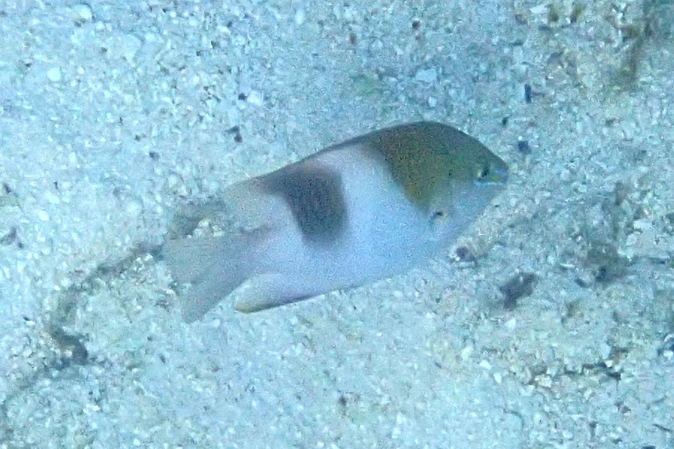 ダンダラスズメダイ【No.2529】　Dischistodus prosopotaenia