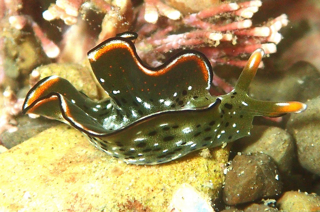 コノハミドリガイ【No.2774】　Elysia marginata