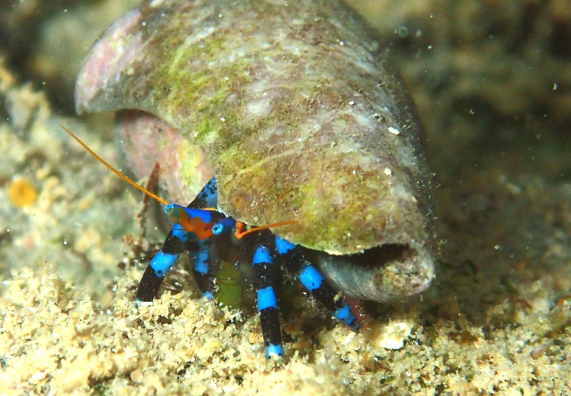 ユビワサンゴヤドカリ【No.2810】　Calcinus elegans