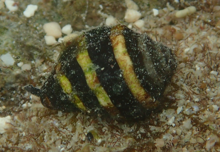 ノシガイ【No.2808】　Engina mendicaria