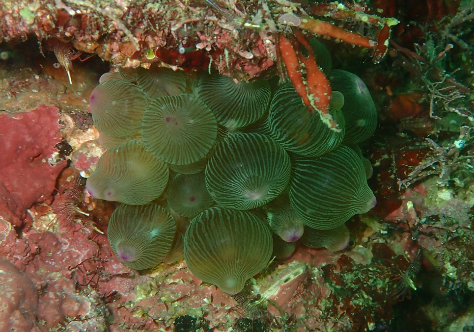 サンゴイソギンチャク【No.2785】