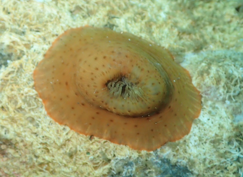 ヒメイソギンチャク【No.2341】