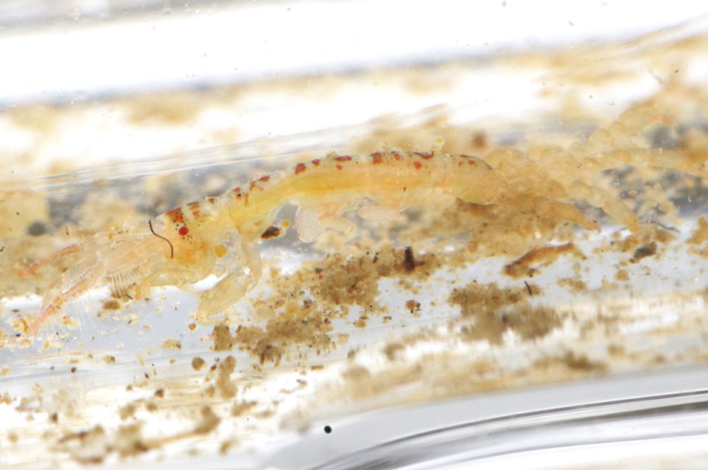 ヨコエビの一種【No.2371】