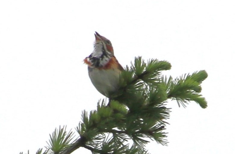 ホオアカ【No.2437】