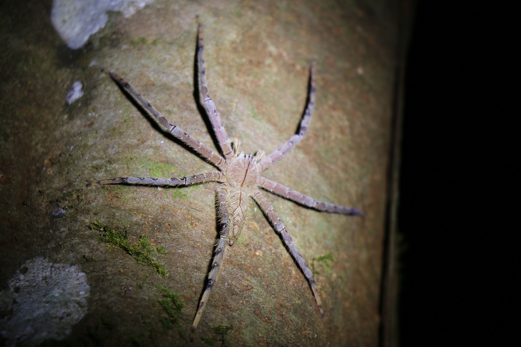 ヘテロポダ・ボイエイ（和名なし）【No.2470】