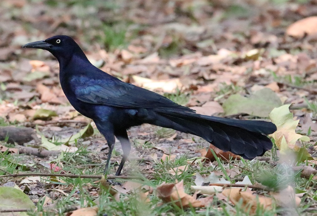 オナガクロムクドリモドキ【No.3320】