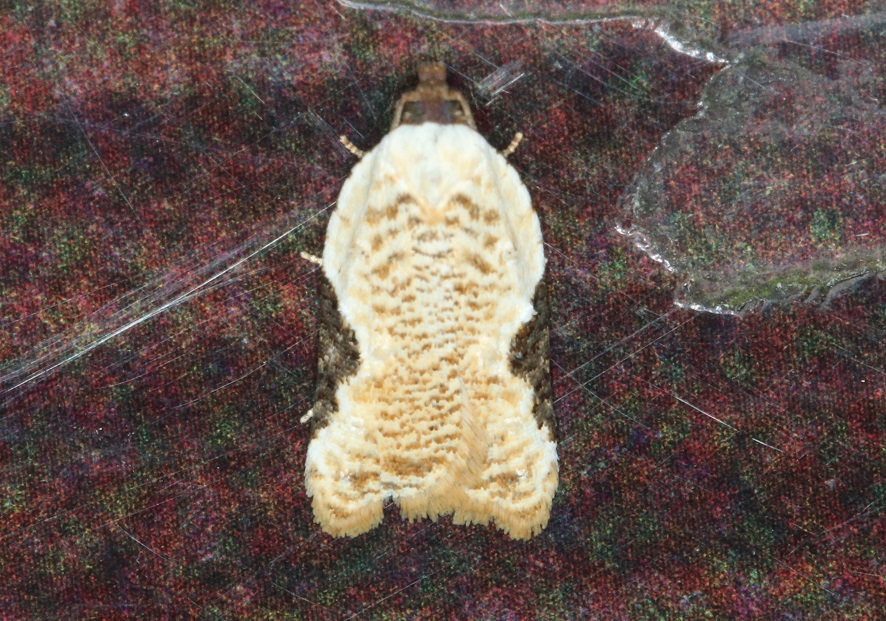 ヒメサザナミハマキ【No.2027】