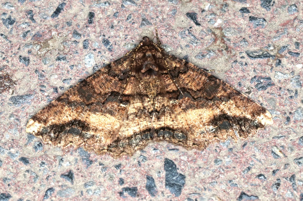 ヒゲマダラエダシャク【No.2033】