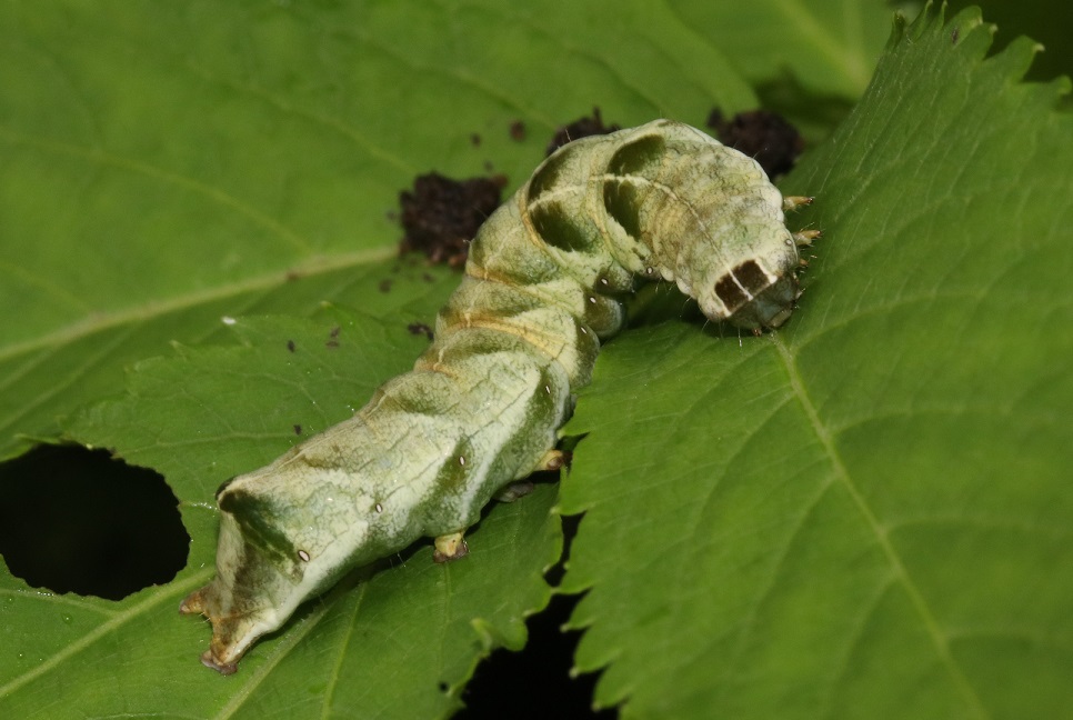 シラホシヨトウ【No.2041】
