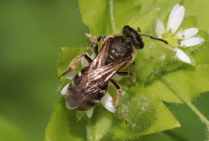 フタモンカタコハナバチ【No.2596】