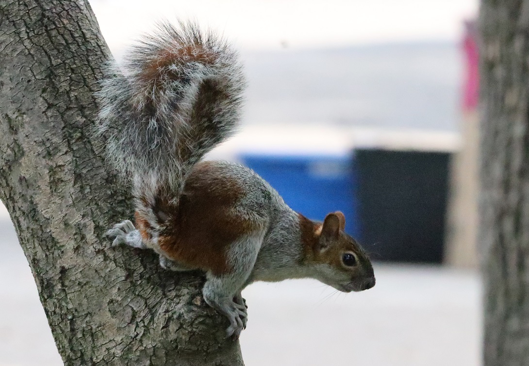 アカハラハイイロリス【No.3321】