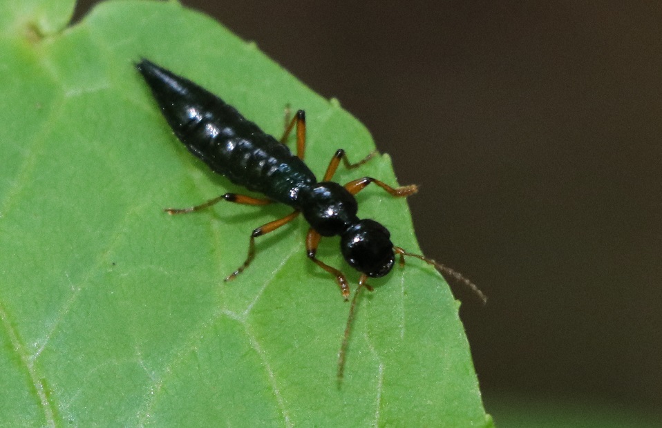 クロサワオオアリガタハネカクシ【No.2153】