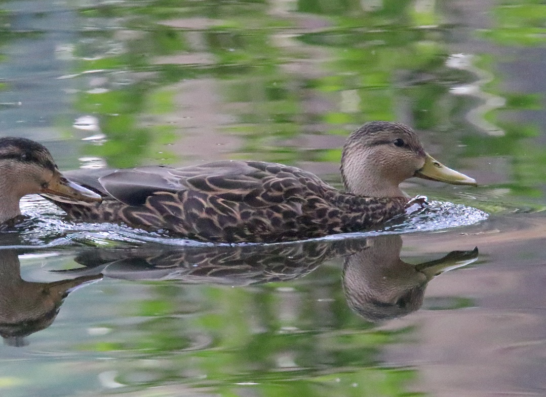 メキシコガモ【No.3322】