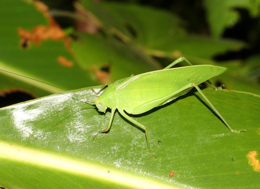 ダイトウクダマキモドキ【No.2193】