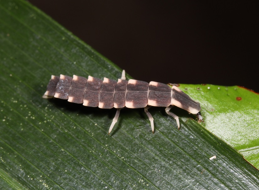 オキナワマドボタル【No.2196】
