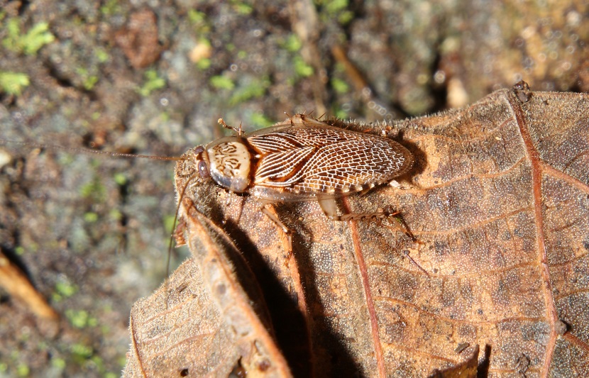 アミメヒラタゴキブリ【No.2202】