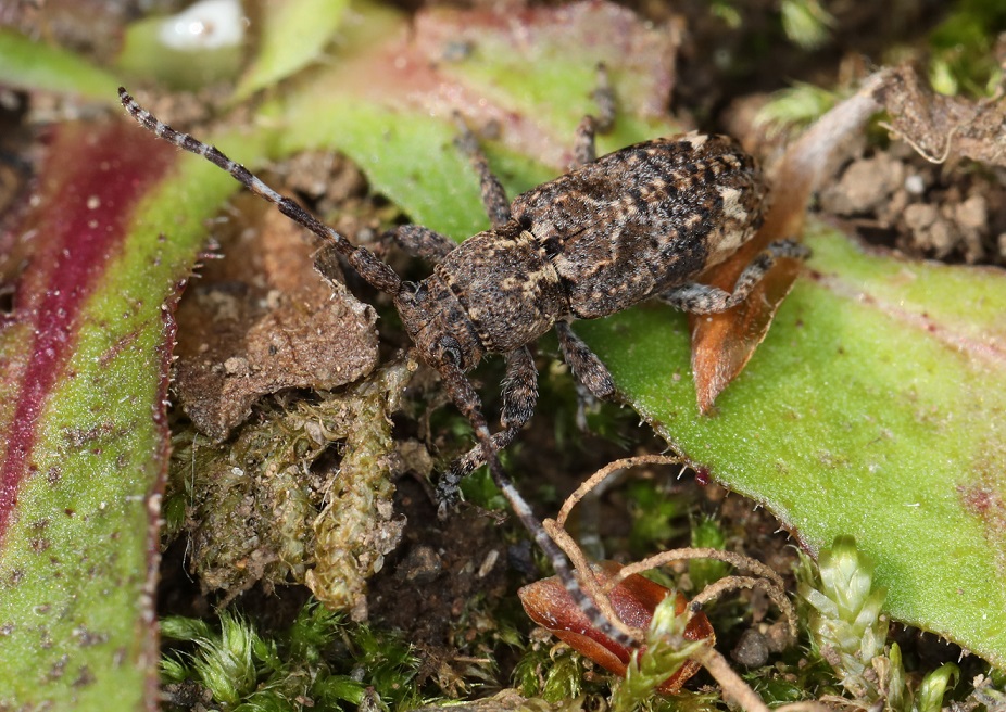 アトモンサビカミキリ【No.2042】