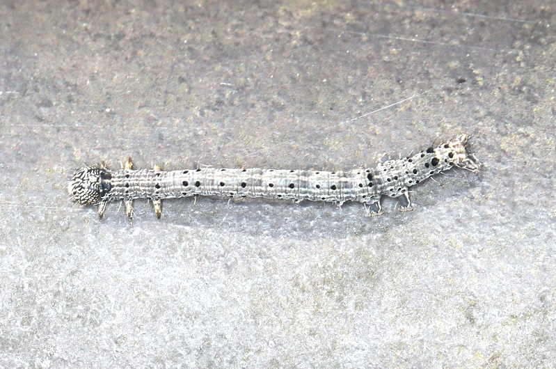 アサマキシタバ【No.2047】