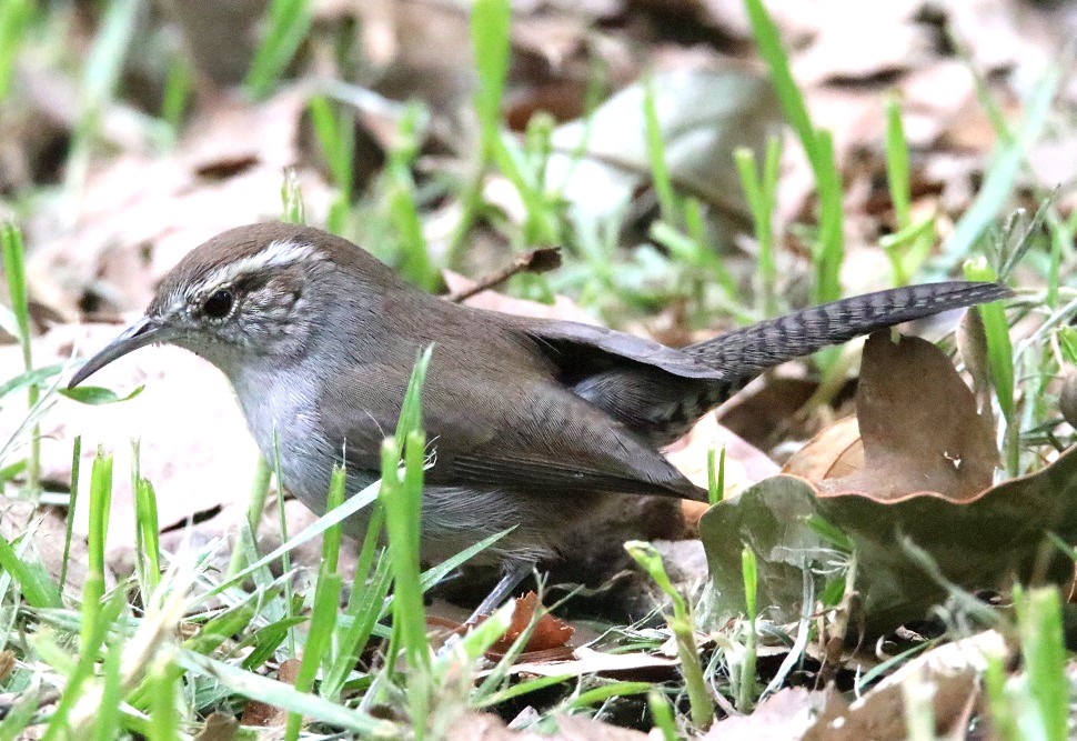 シロハラミソサザイ【No.3324】
