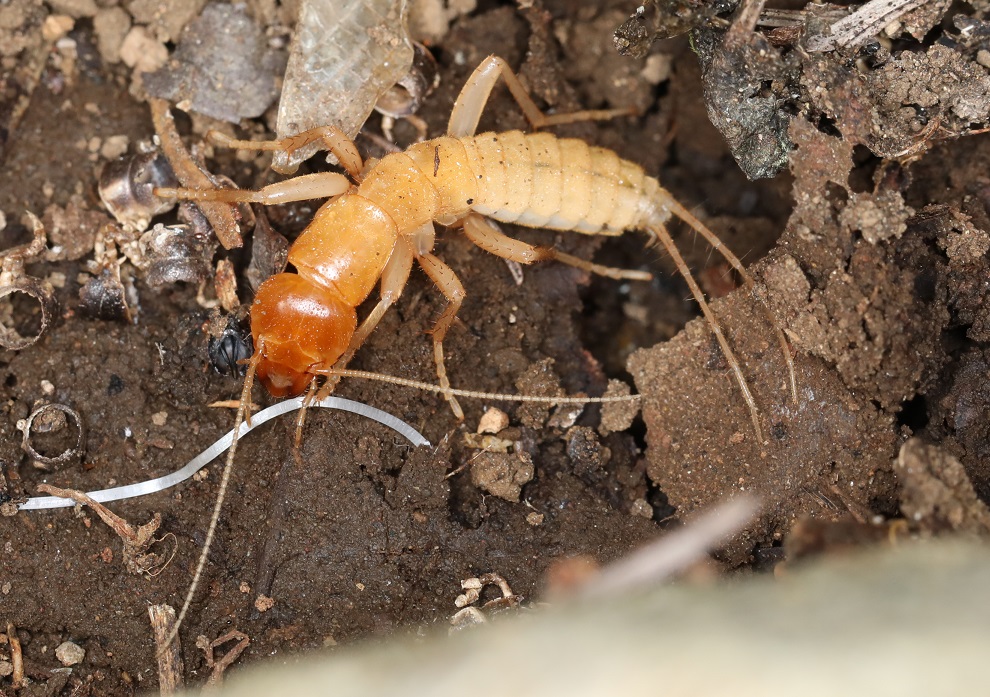 ガロアムシ【No.2055】
