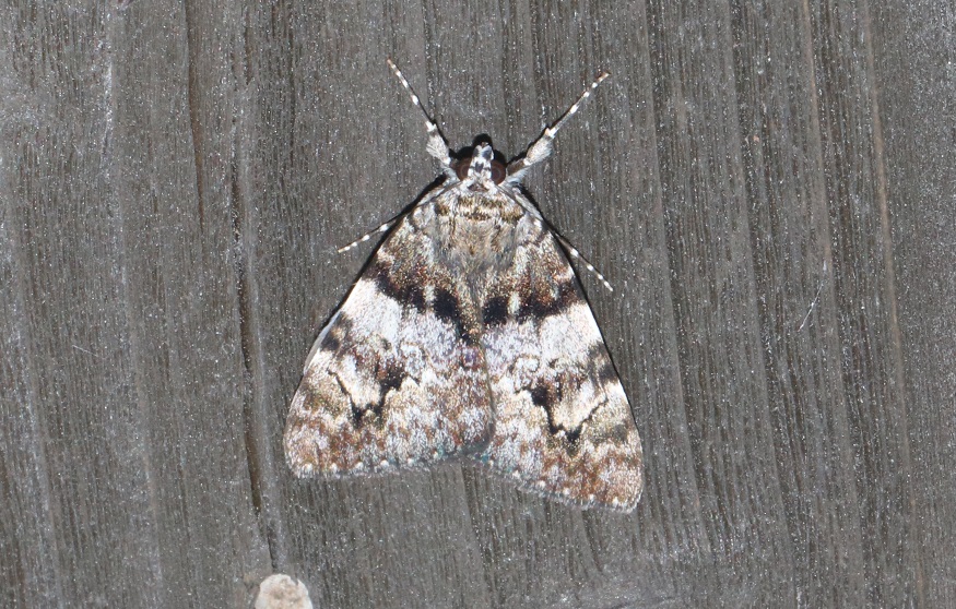 エゾシロシタバ【No.2290】