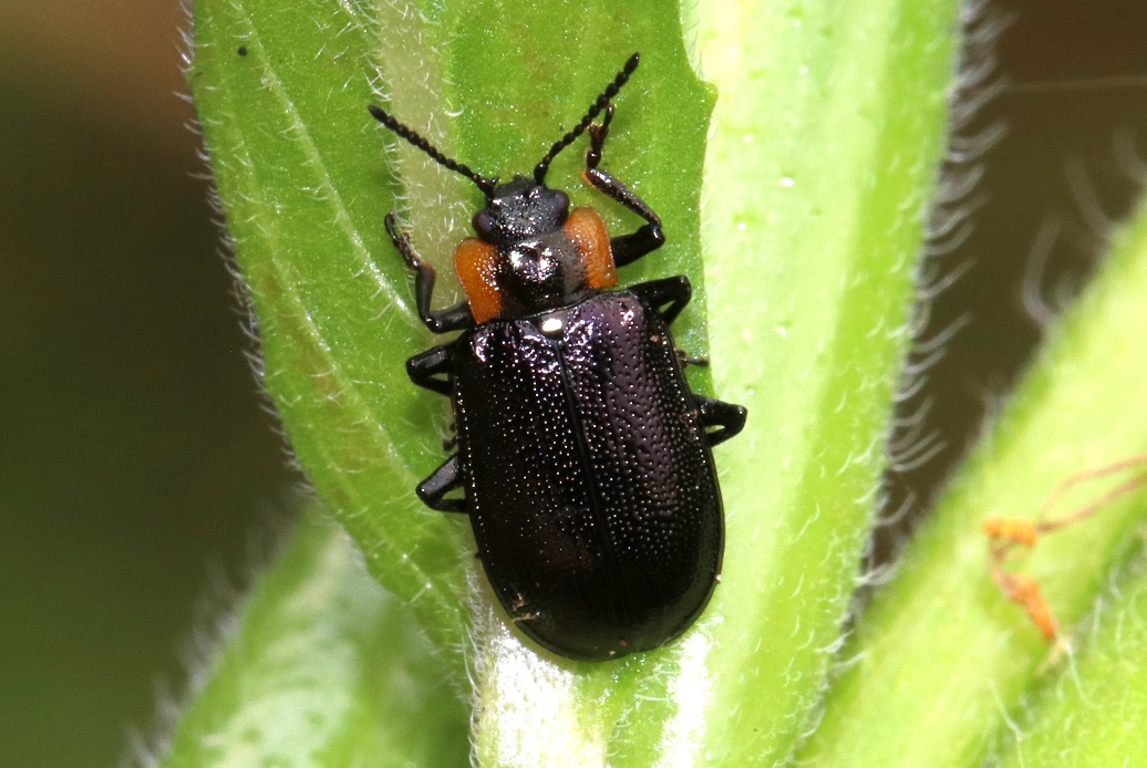 クルミハムシ【No.2291】