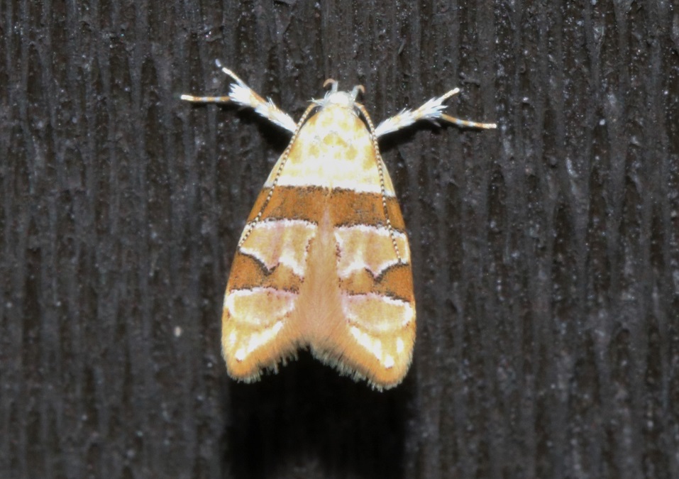 カタキオビマルハキバガ【No.2292】