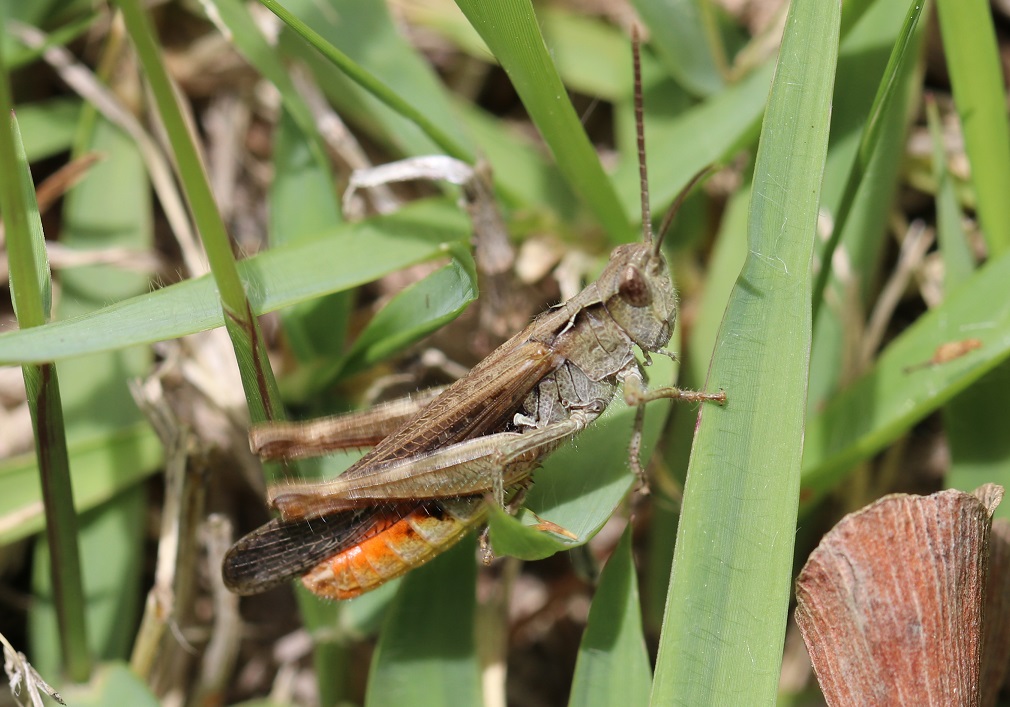 ヒロバネヒナバッタ【No.2293】