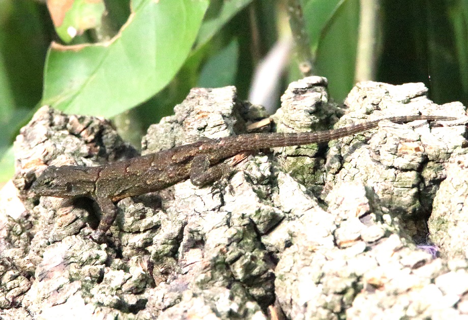 スケロポルス・グラミクス（和名なし）【No.3326】