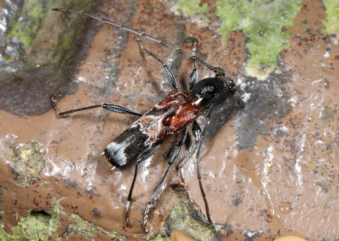 トガリバアカネトラカミキリ【No.2060】