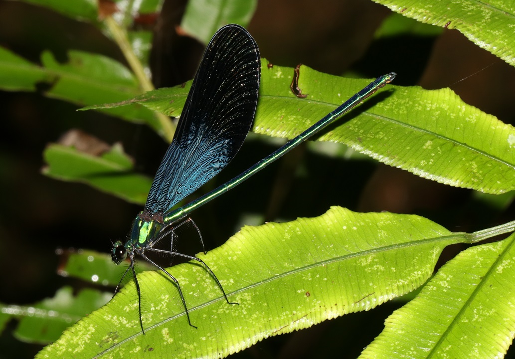 リュウキュウハグロトンボ【No.2244】