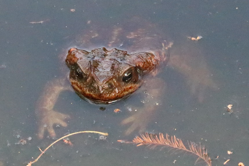 ペルーヒキガエル【No.3328】
