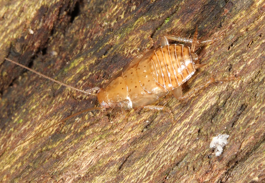 ウスヒラタゴキブリ【No.2197】