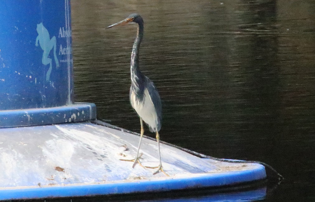 サンショクサギ【No.3329】