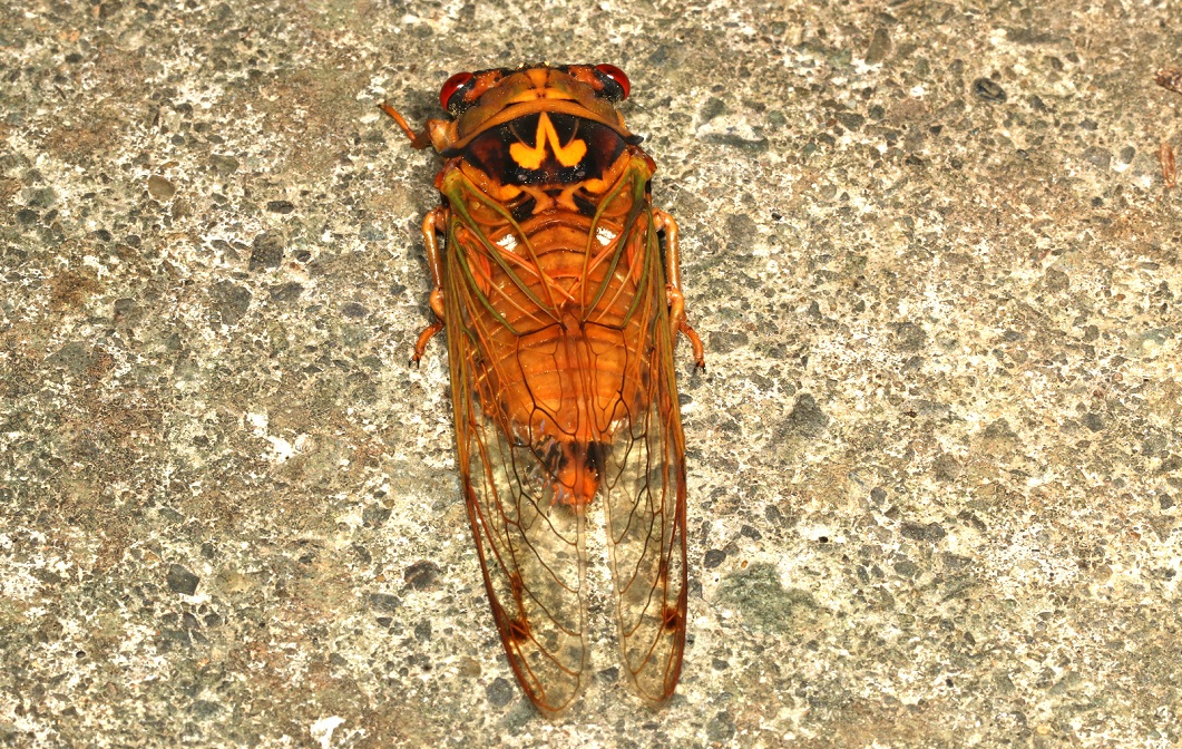 アカエゾゼミ【No.2500】