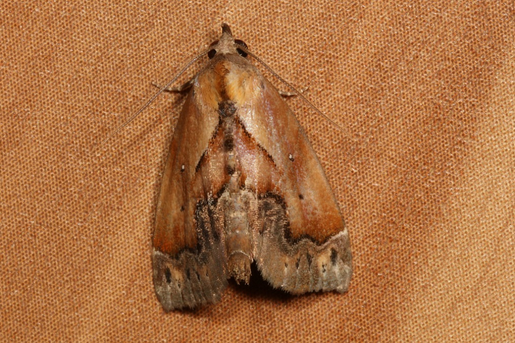 キマダラアツバ【No.2501】