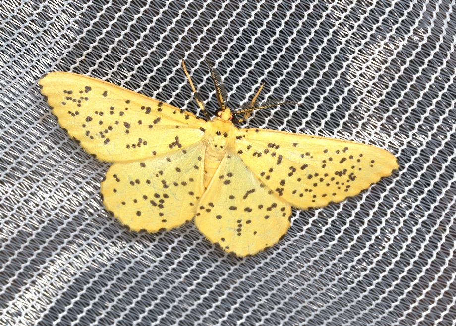 ゴマフキエダシャク【No.2503】