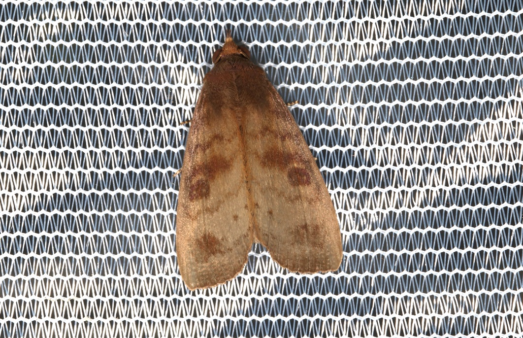 オオトウウスグロクチバ【No.2504】