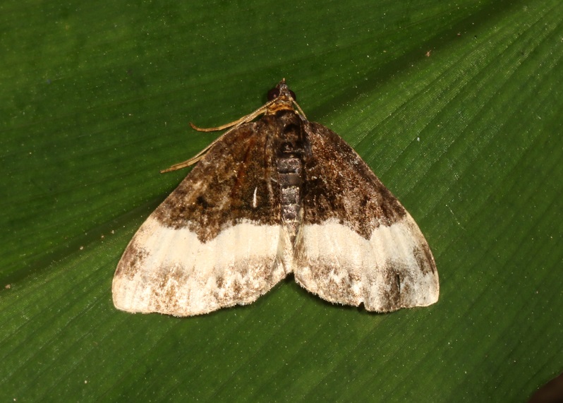 ハコベナミシャク【No.2505】