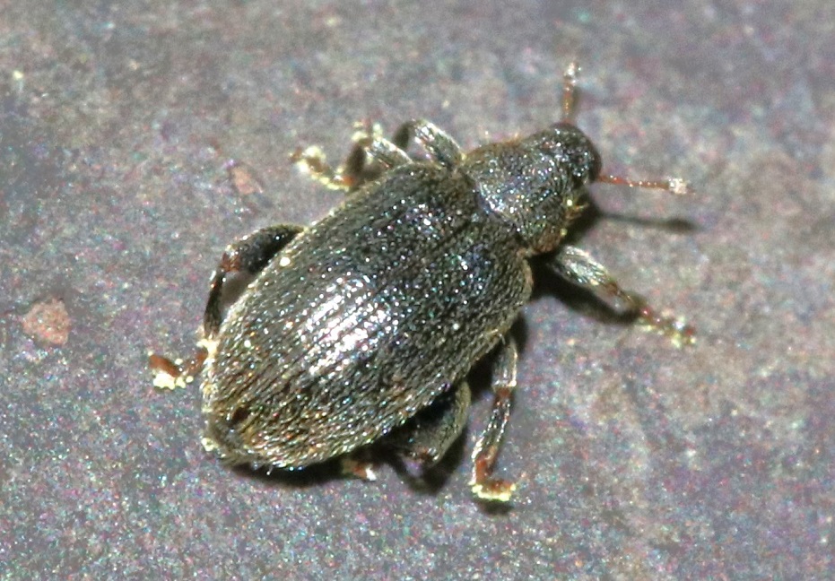 アカアシノミゾウムシ【No.2587】